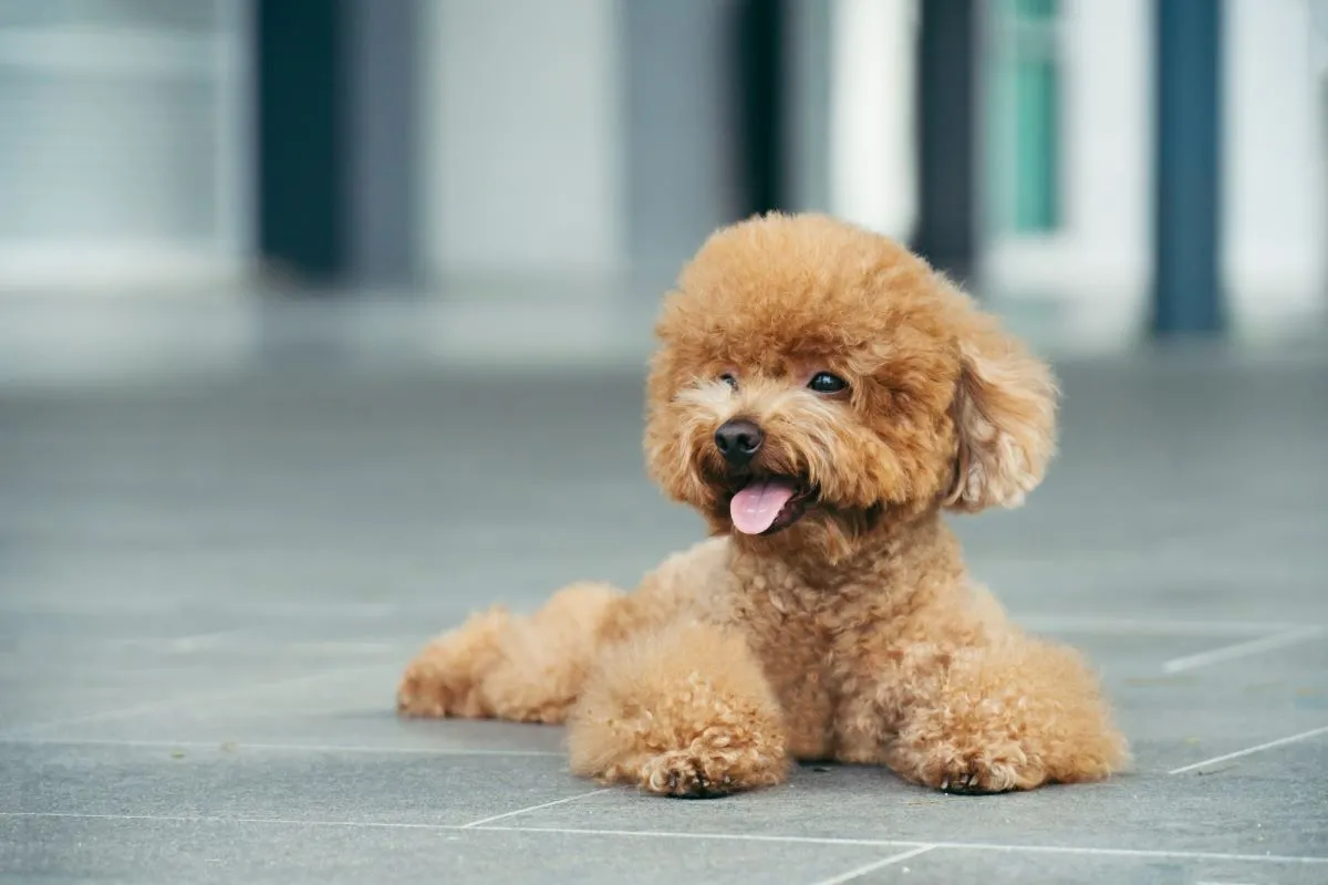 O toy é o menor tipo de poodle existente