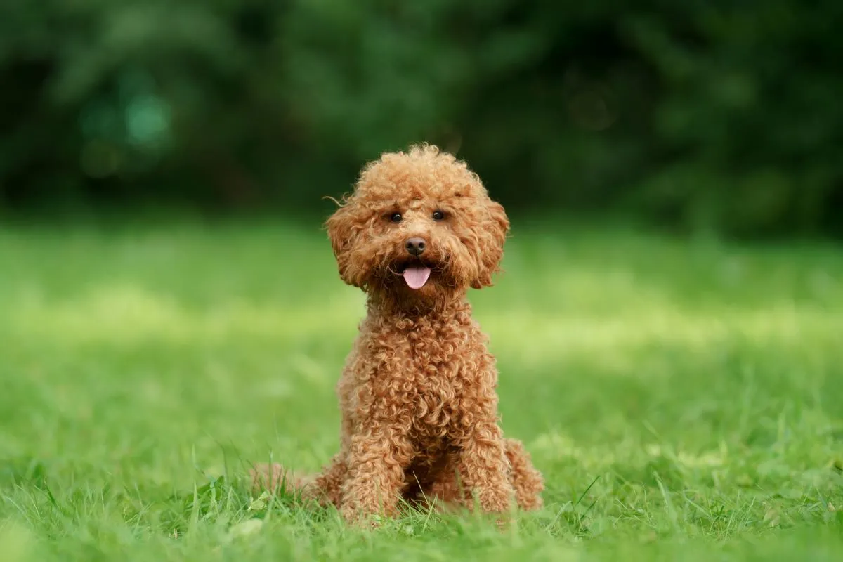 e acordo com a Confederação, o poodle toy tem os mesmos aspectos de uma poodle anão