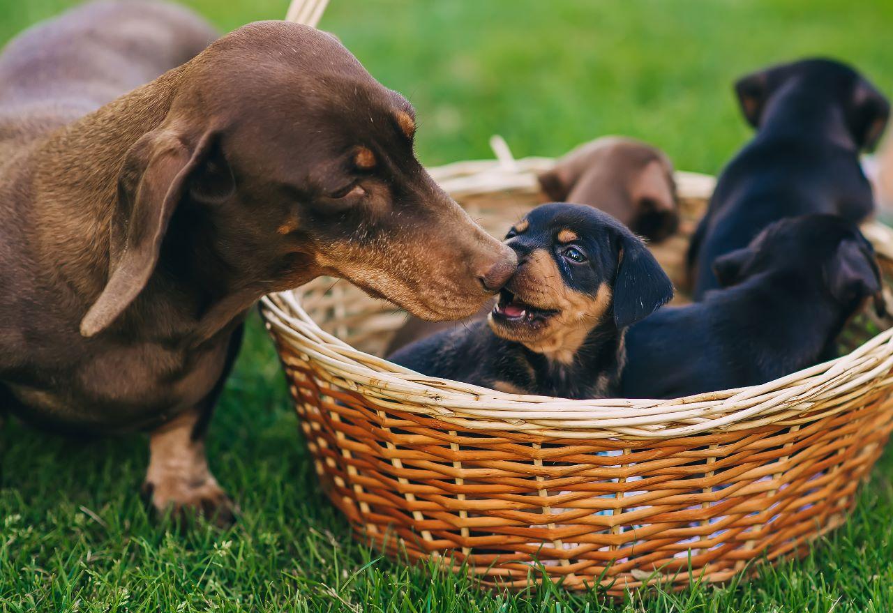 dachshund adulto cheia filhote de cachorro da raça
