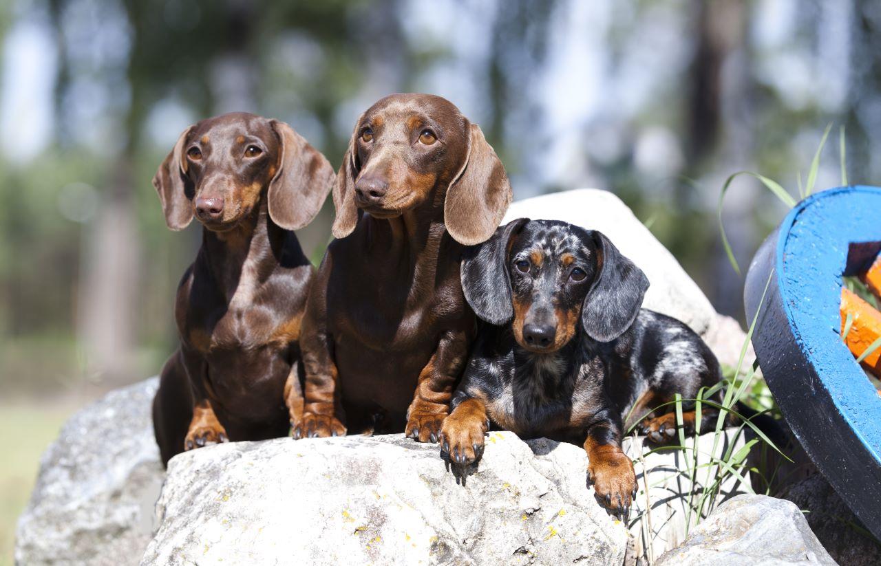 três dachshunds adultos lado a lado ao ar livre