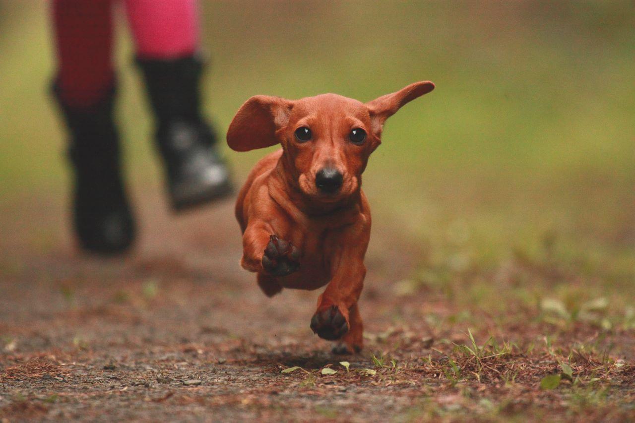dachshund caramelo correndo