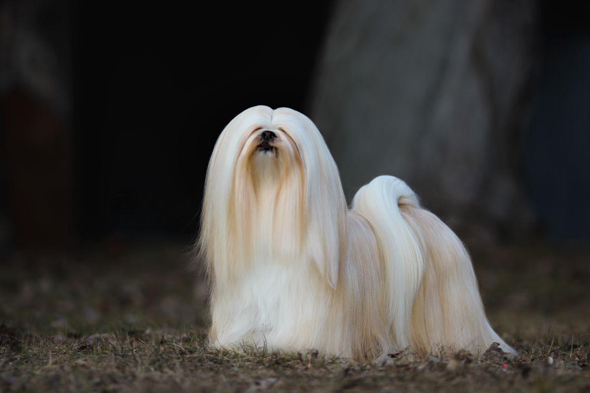 Lhasa apso cachorro