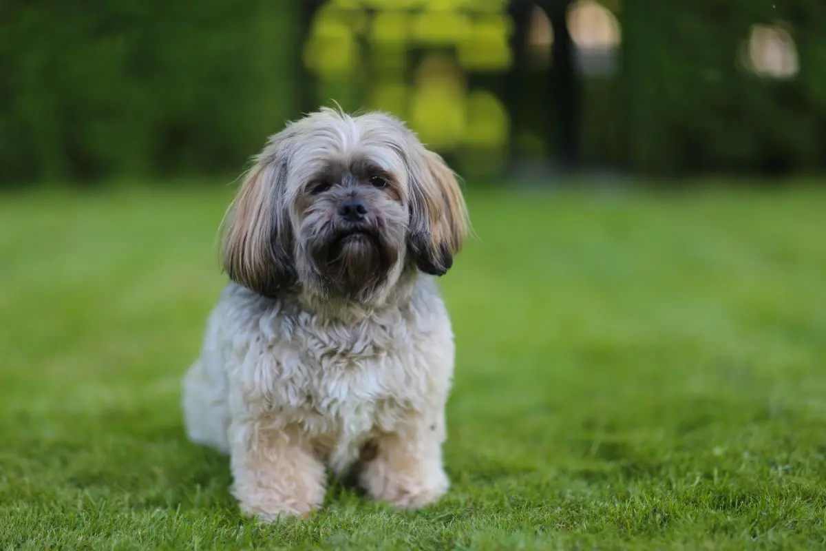 cachorro lhasa apso