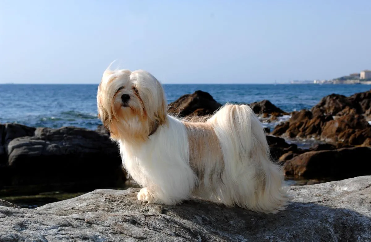 A raça é comumente confundida com os shih-tzus
