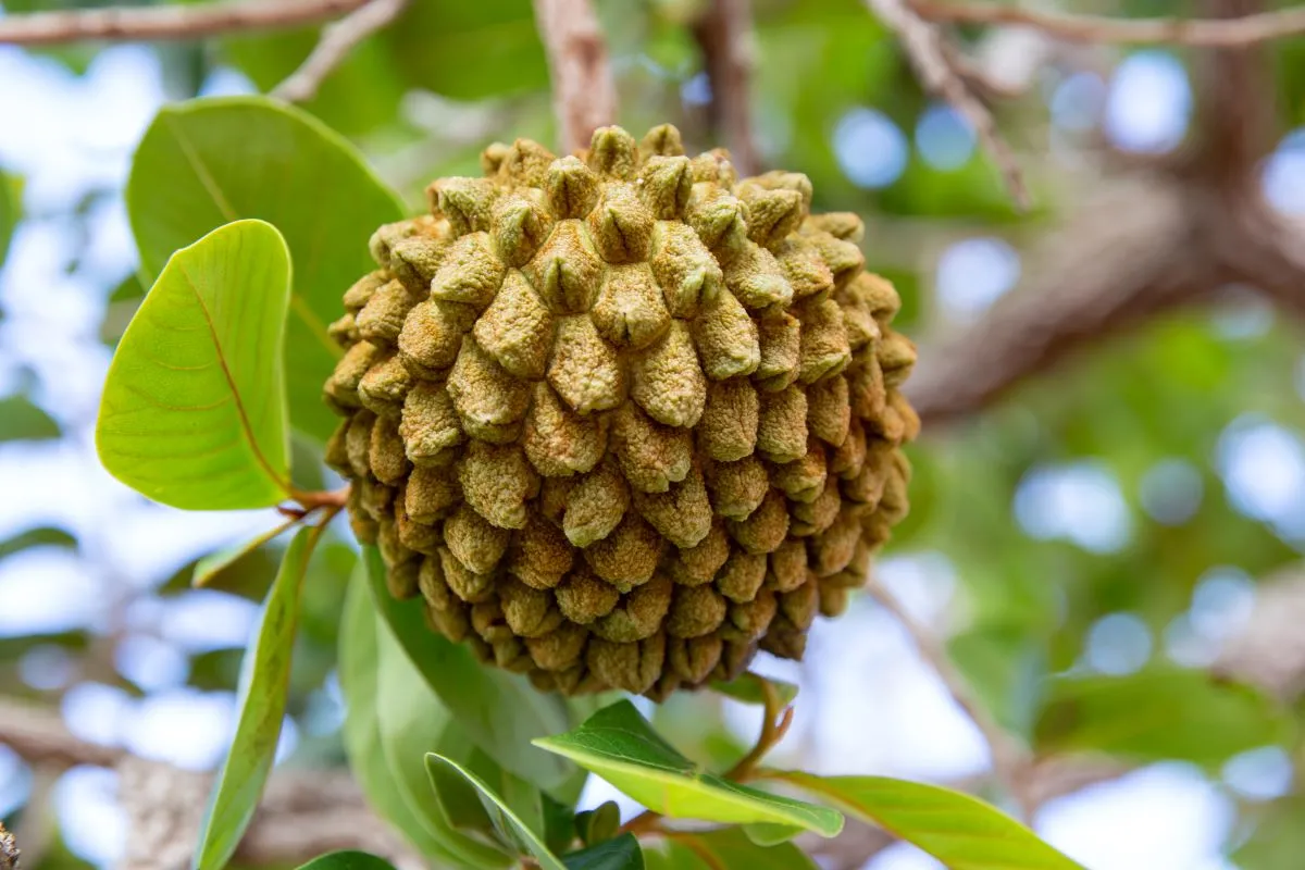 Apesar de terem nomes populares diferentes, todos os frutos são parecidos em consistência e aparência