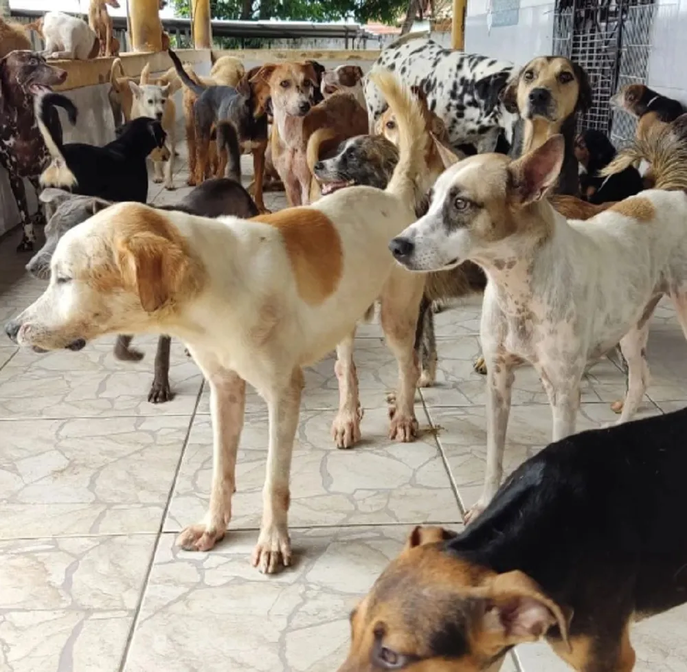 Os animais são resgatados de ruas da Capital e do interior