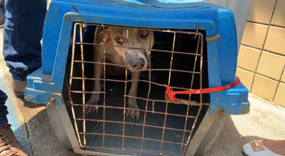 Quatro animais morreram carbonizados e três fugiram durante incêndio na casa de apoio do abrigo, em 2020