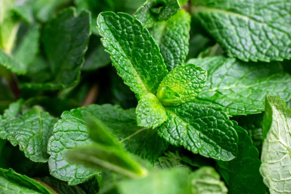Hortelã pimenta