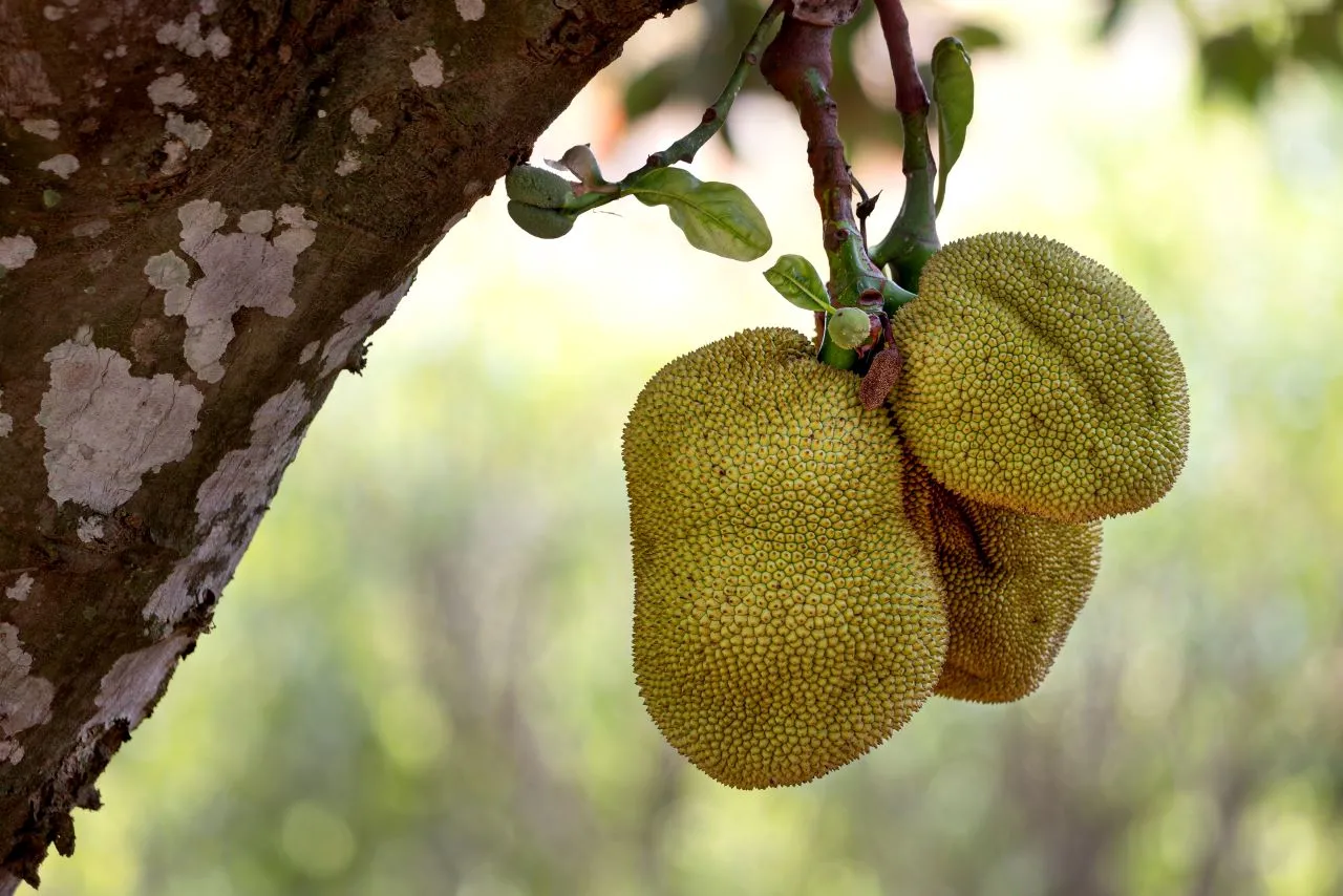 Jaca é rica em diversos nutrientes como vitamina A e C, que são poderosos antioxidantes
