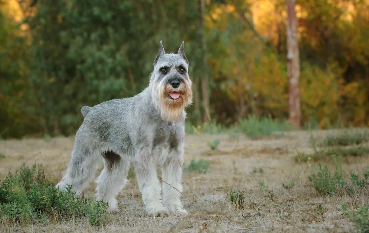 O schnauzer gigante pode chegar a 45 kg