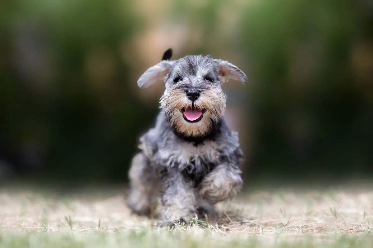 O schnauzer mini é um dos mais procurados para compra e adoção
