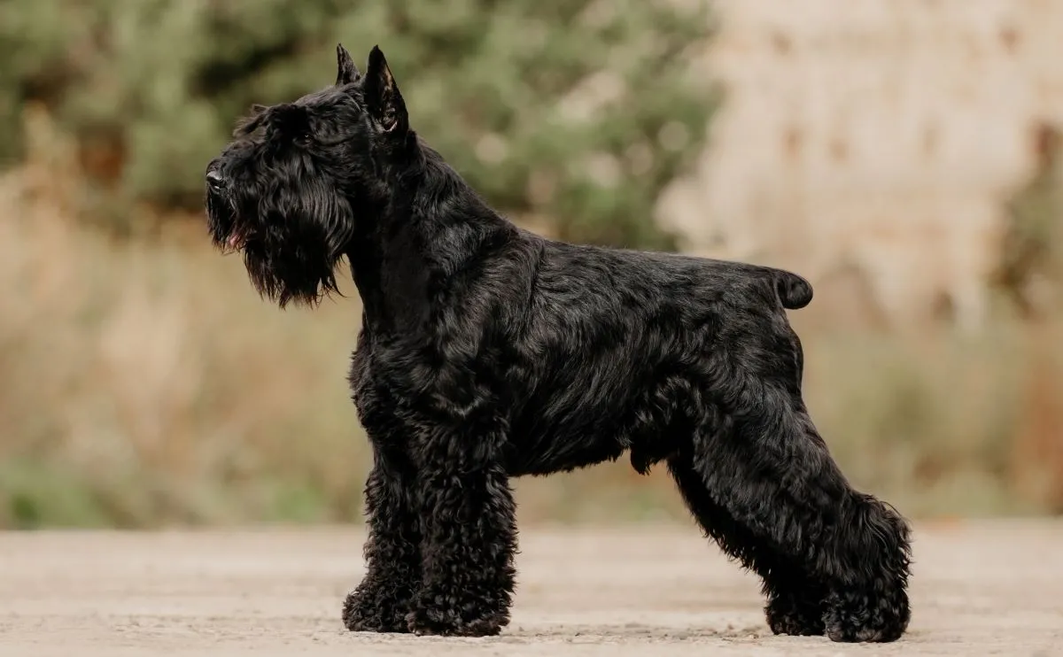 O schnauzer standard é o tipo mais ocorrente da raça