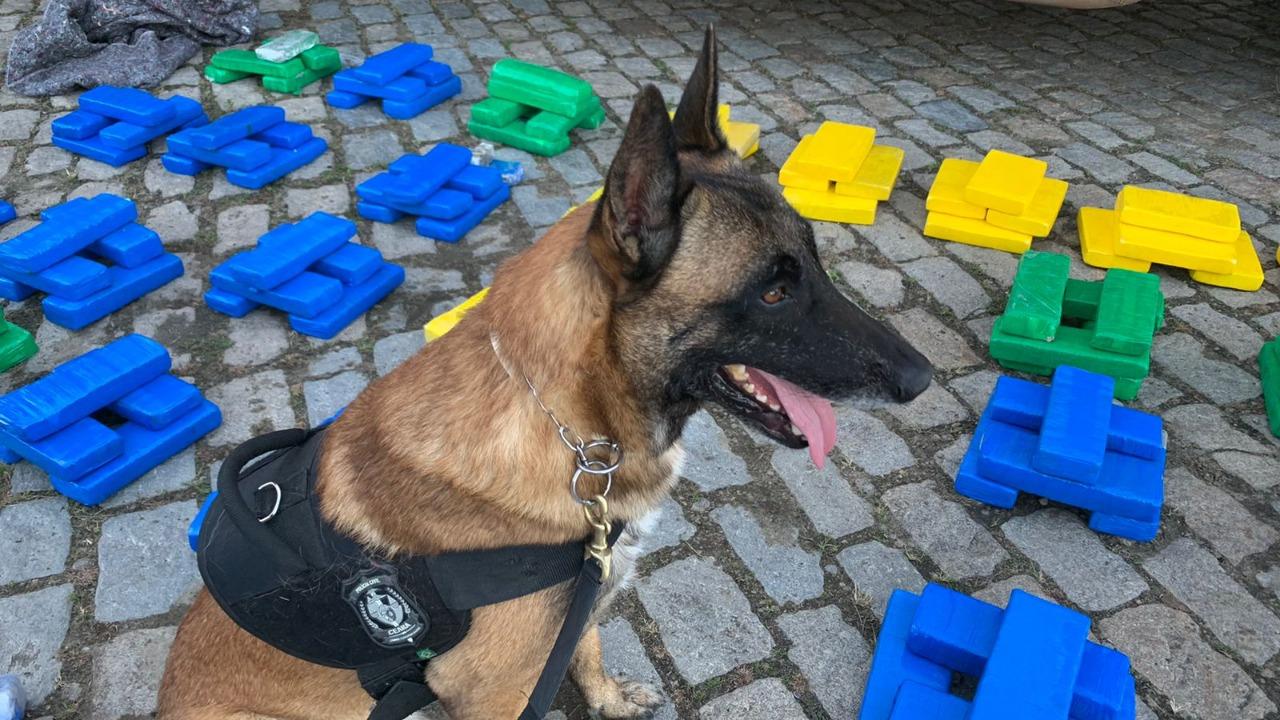 cão farejador encontrou drogas em caminhão