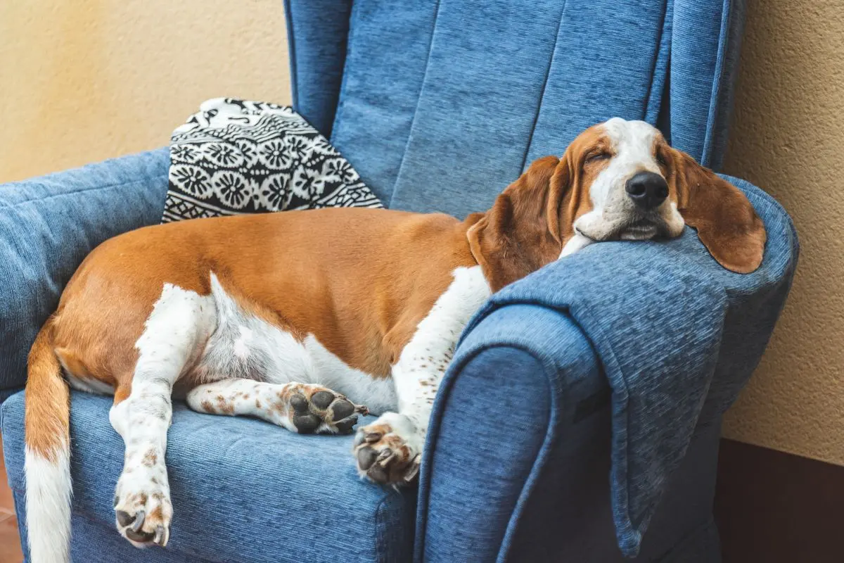 basset hound deitado em sofá
