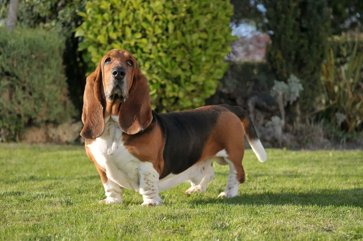 O basset hound foi originado na França, mas popularizado e aprimorado na Inglaterra