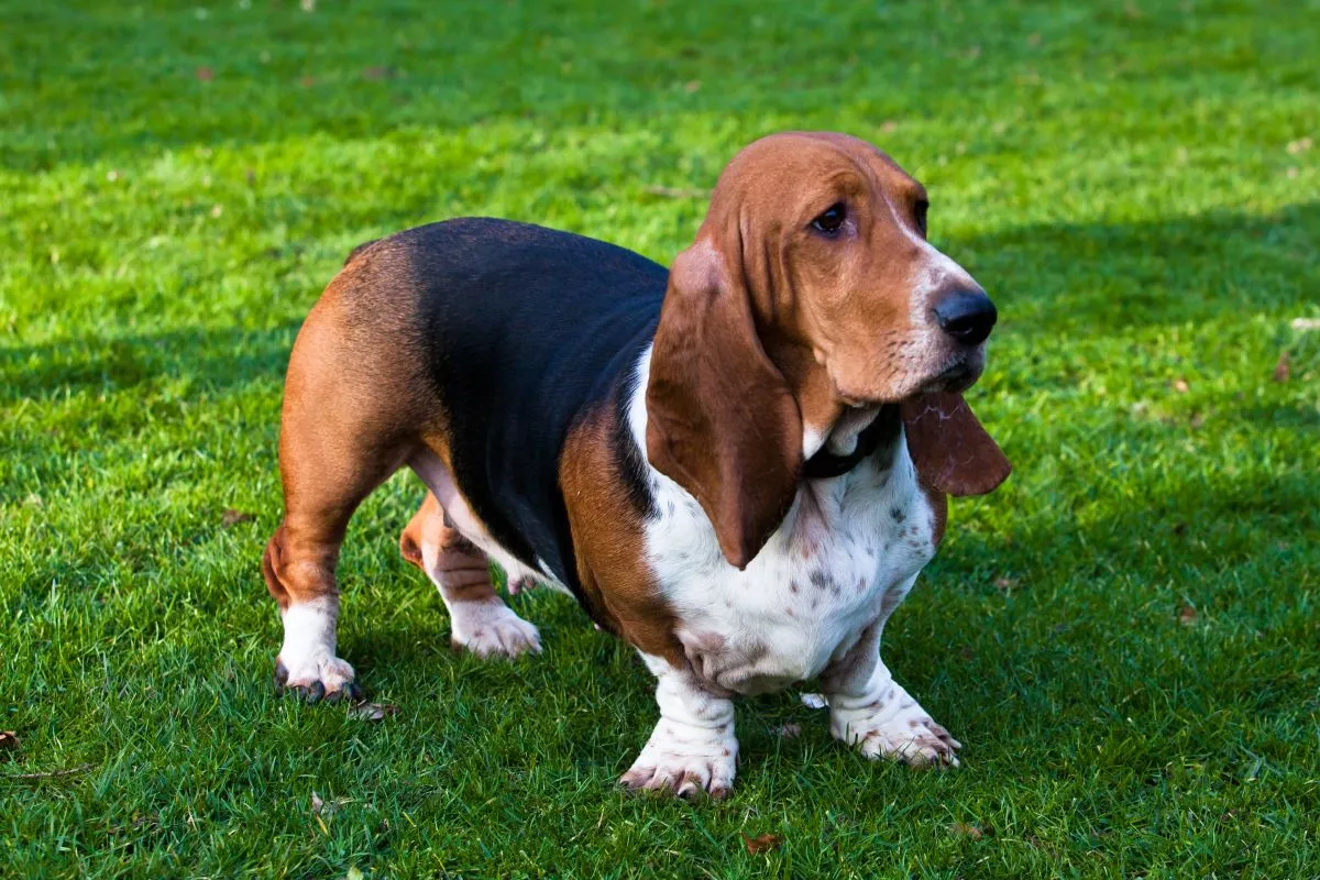 O basset é um cão com boa resistência para longas caminhadas, quando bem exercitados