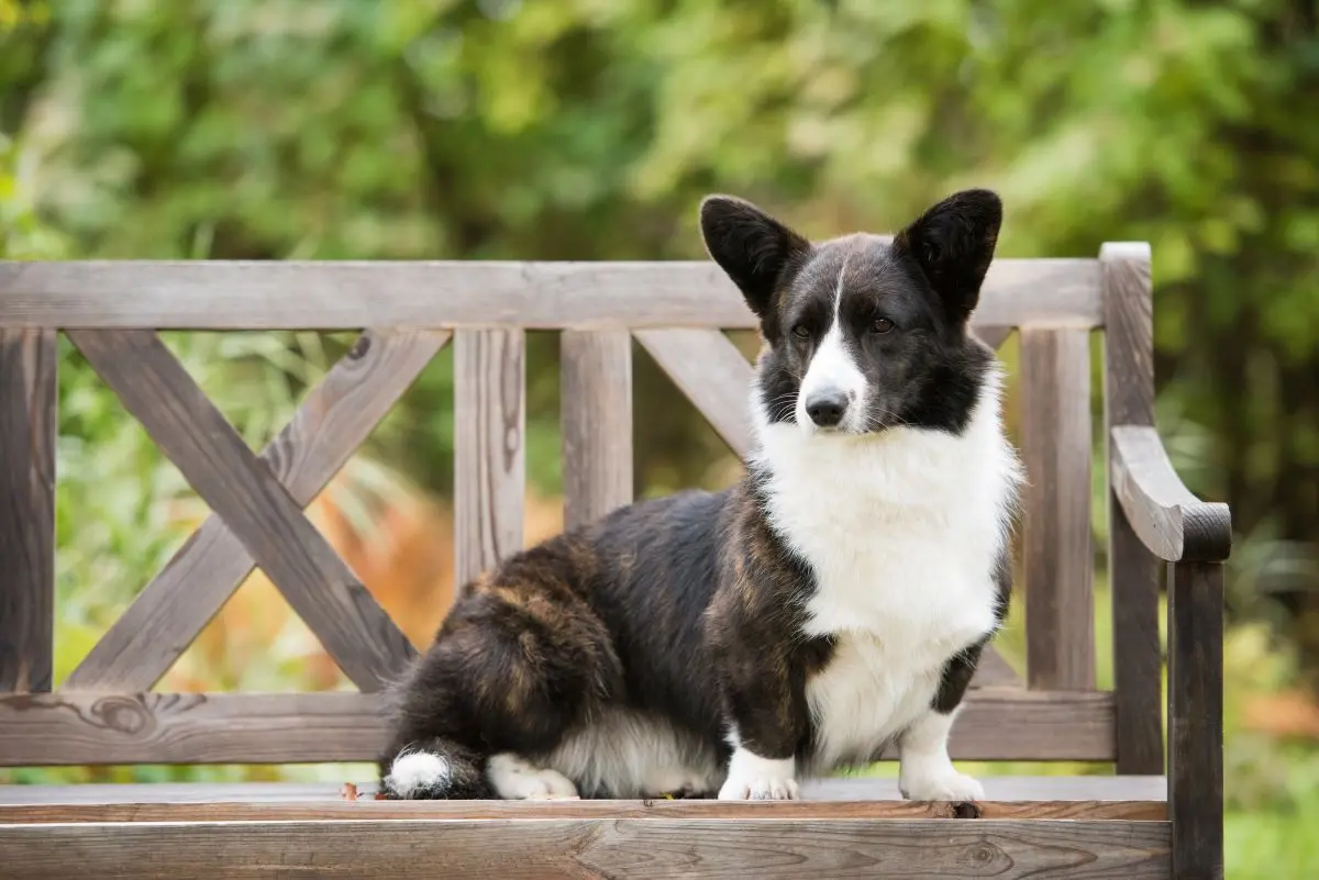 Cachorro Welsh Corgi Cardigan