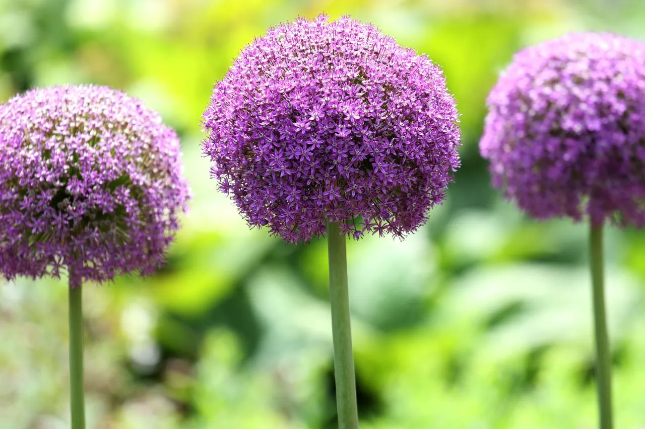 Principais cores da planta são lilás, roxo, branco e rosa, segundo a taxonomista e professora Fátima Salimena