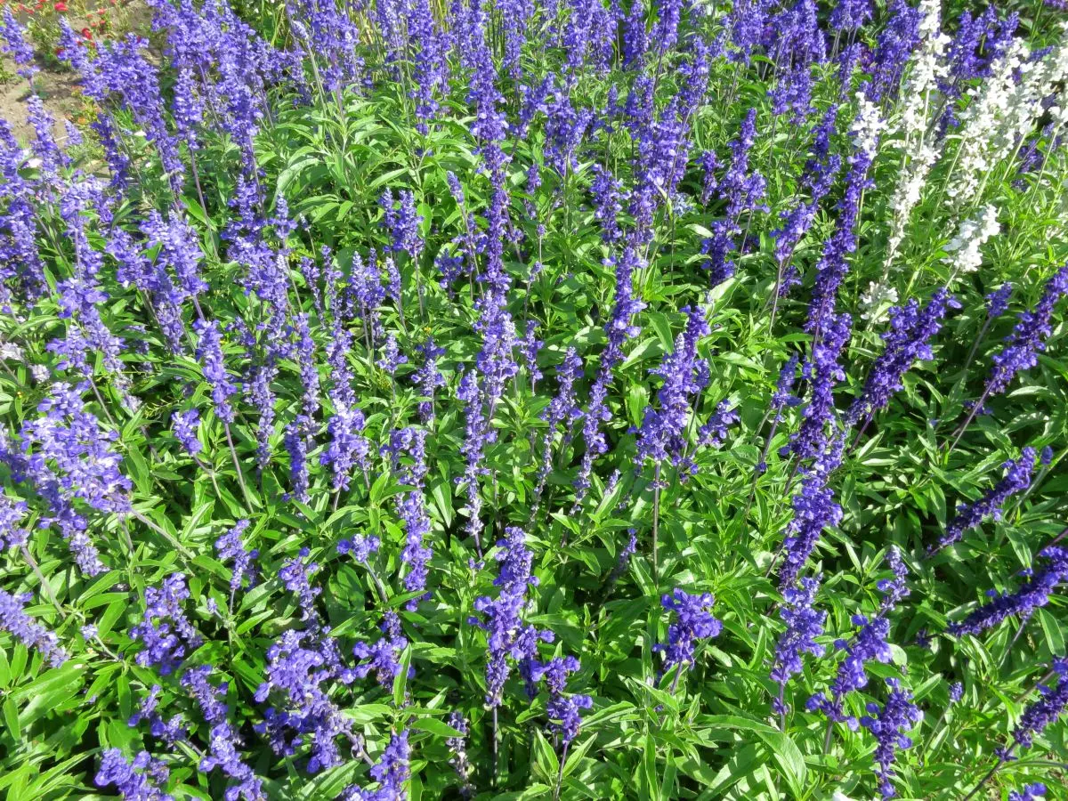 Plantação de lavanda