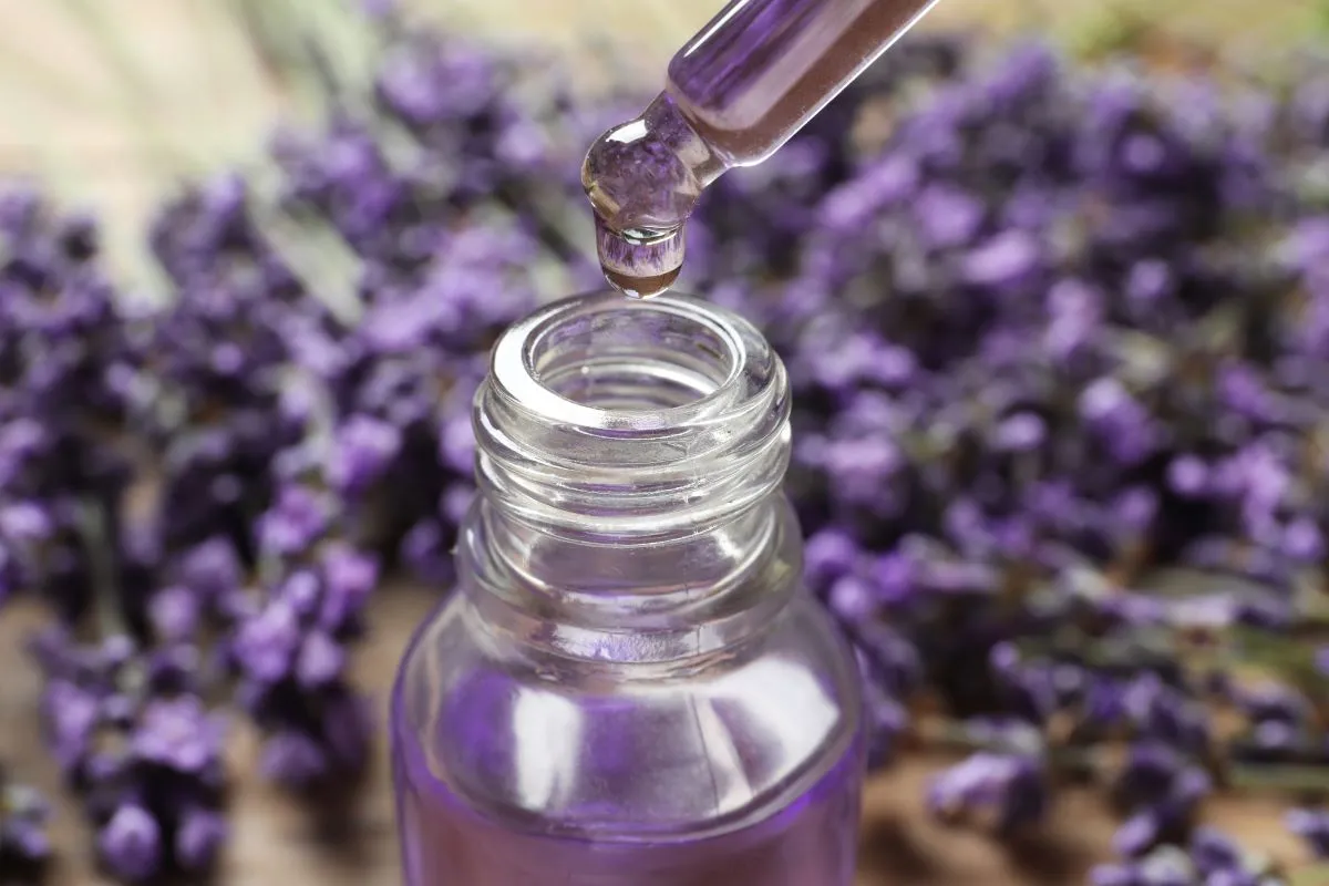 O óleo essencial da lavanda possui propriedades calmantes