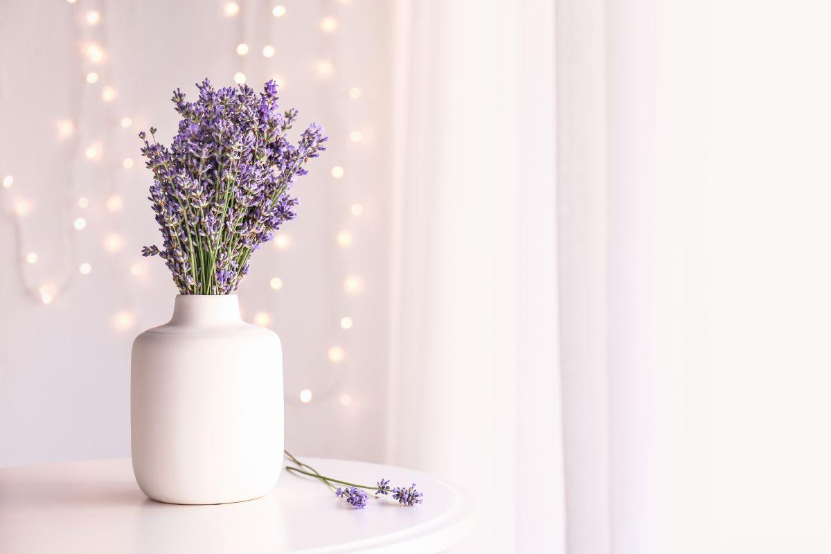 Lavanda em vaso