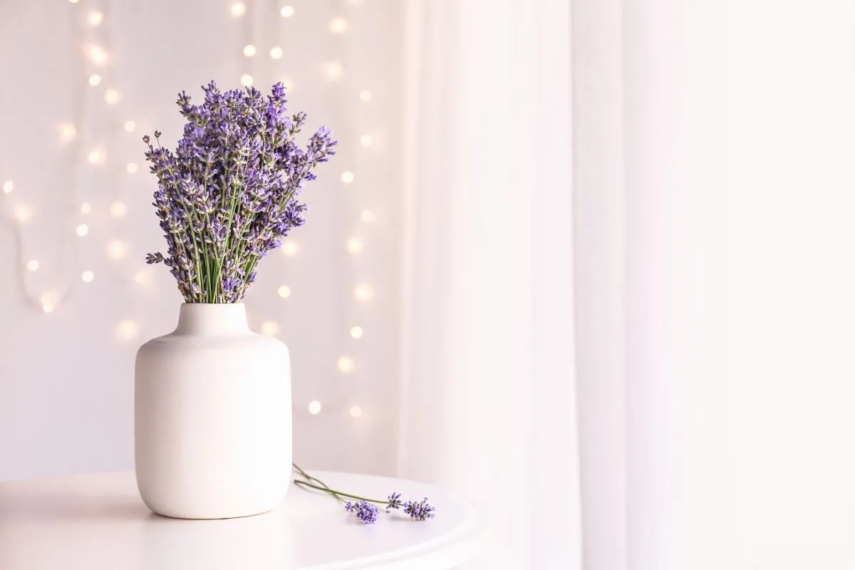 O uso de adubo orgânico ou adubo mineral NPK (nitrogênio - fósforo - potássio) na lavanda de vaso pode ajudar no crescimento