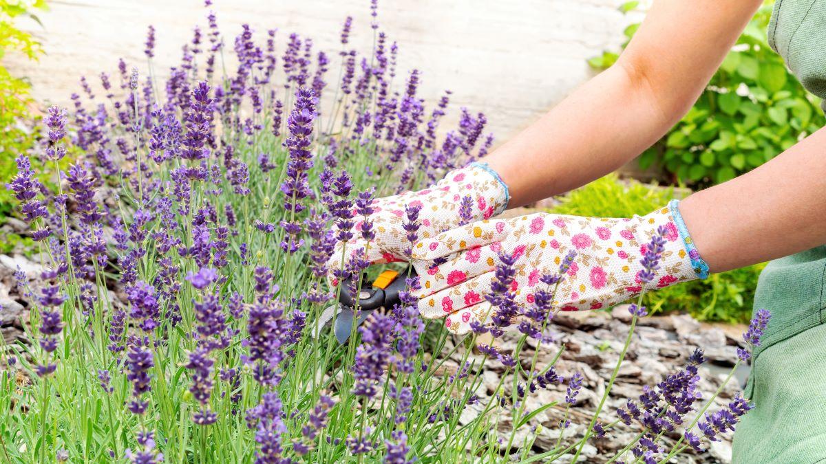 Pessoa cuidando de uma plantação de lavanda