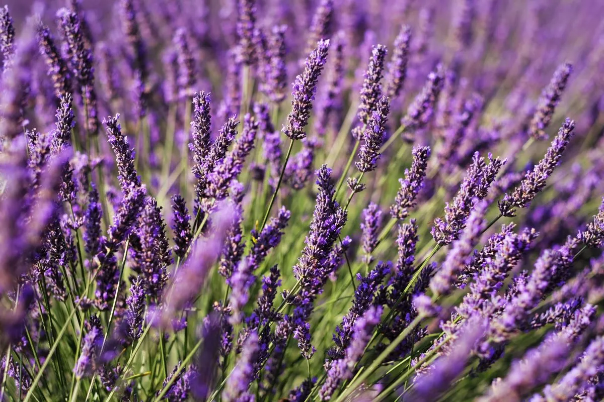 Há pelo menos 25 tipos de lavanda