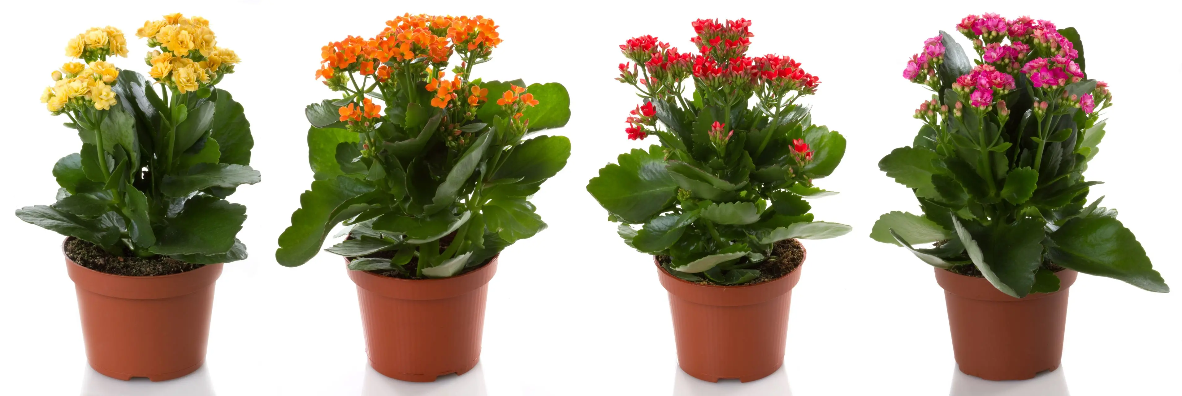 quatro vasos de flores lado a lado