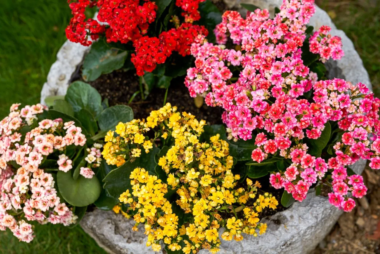 Dentro das condições ideais, a kalanchoe se mantem florida por até 90 dias, entre a primavera e o verão