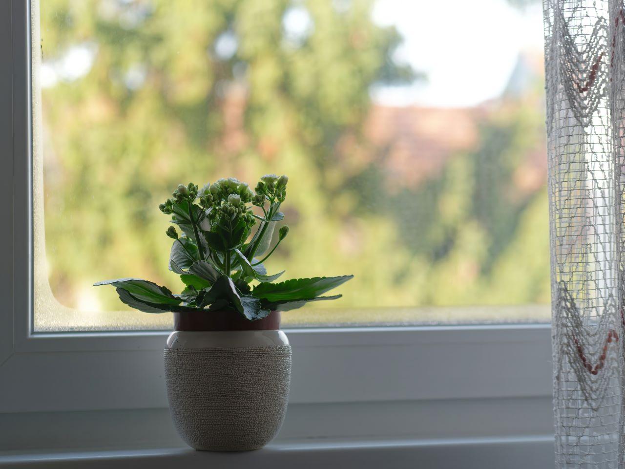 kalanchoe em vaso na janela