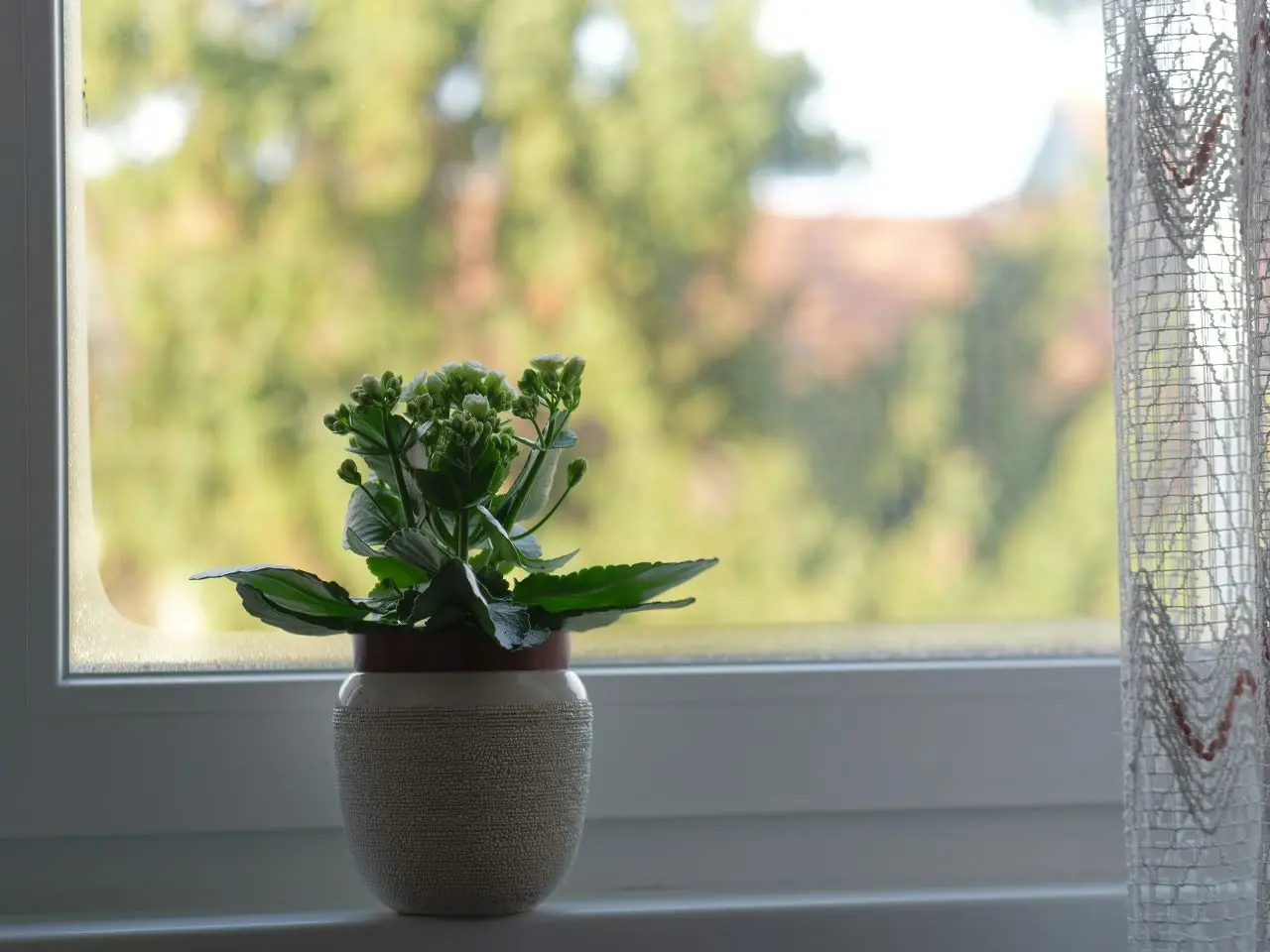 kalanchoe em vaso na janela