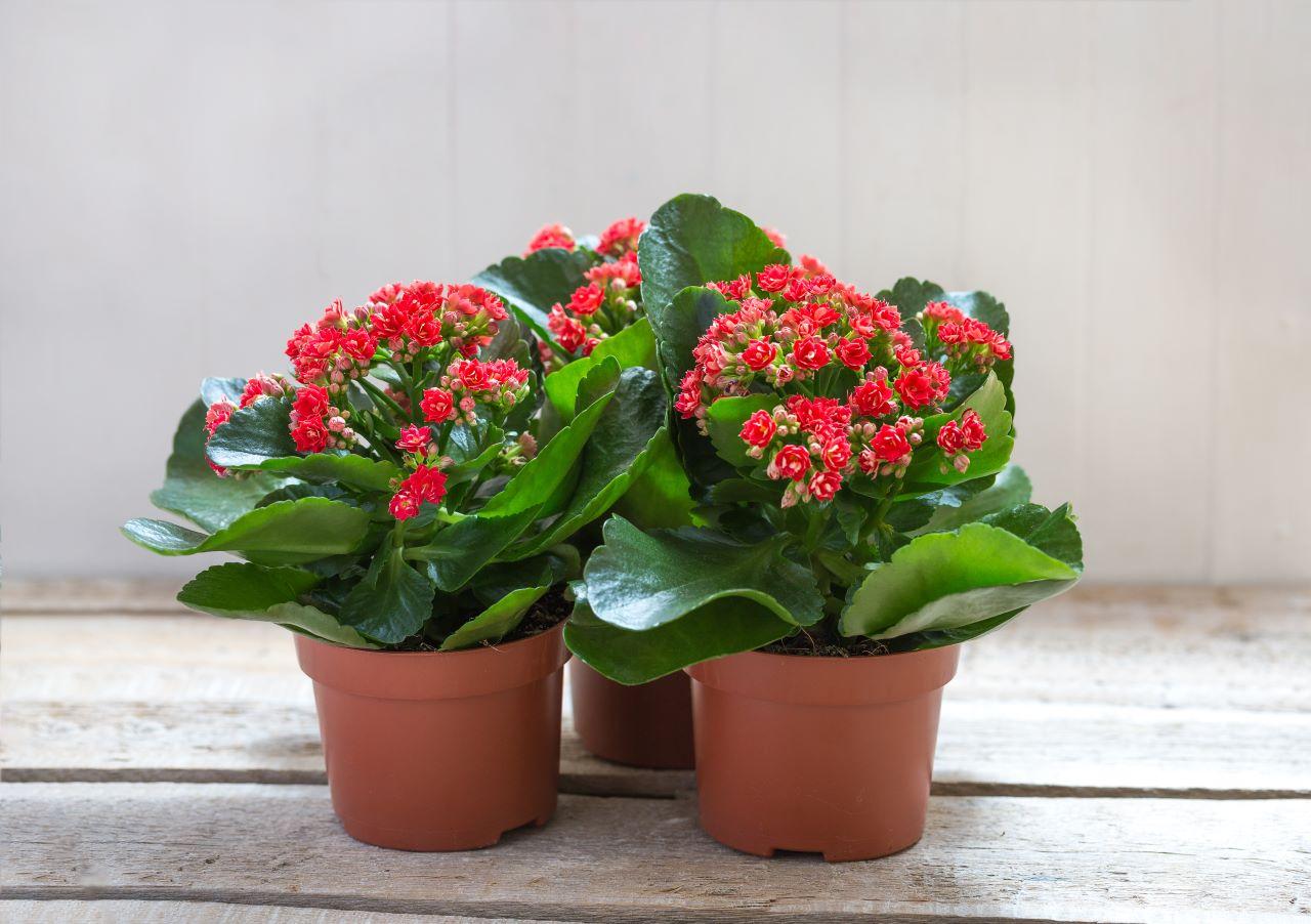 Kalanchoe: saiba como cuidar da flor da fortuna - Meio Ambiente ...