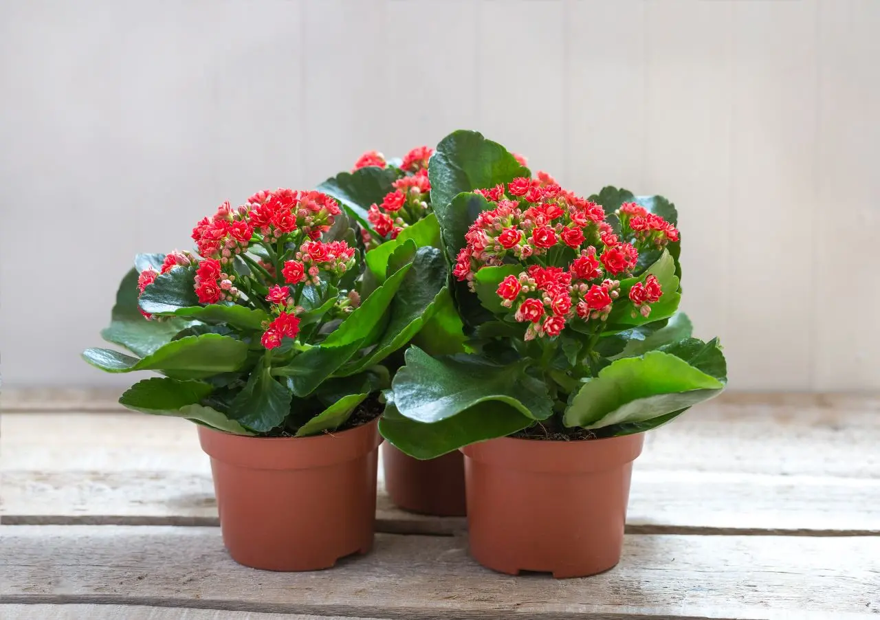kalanchoe em vasinhos marrons