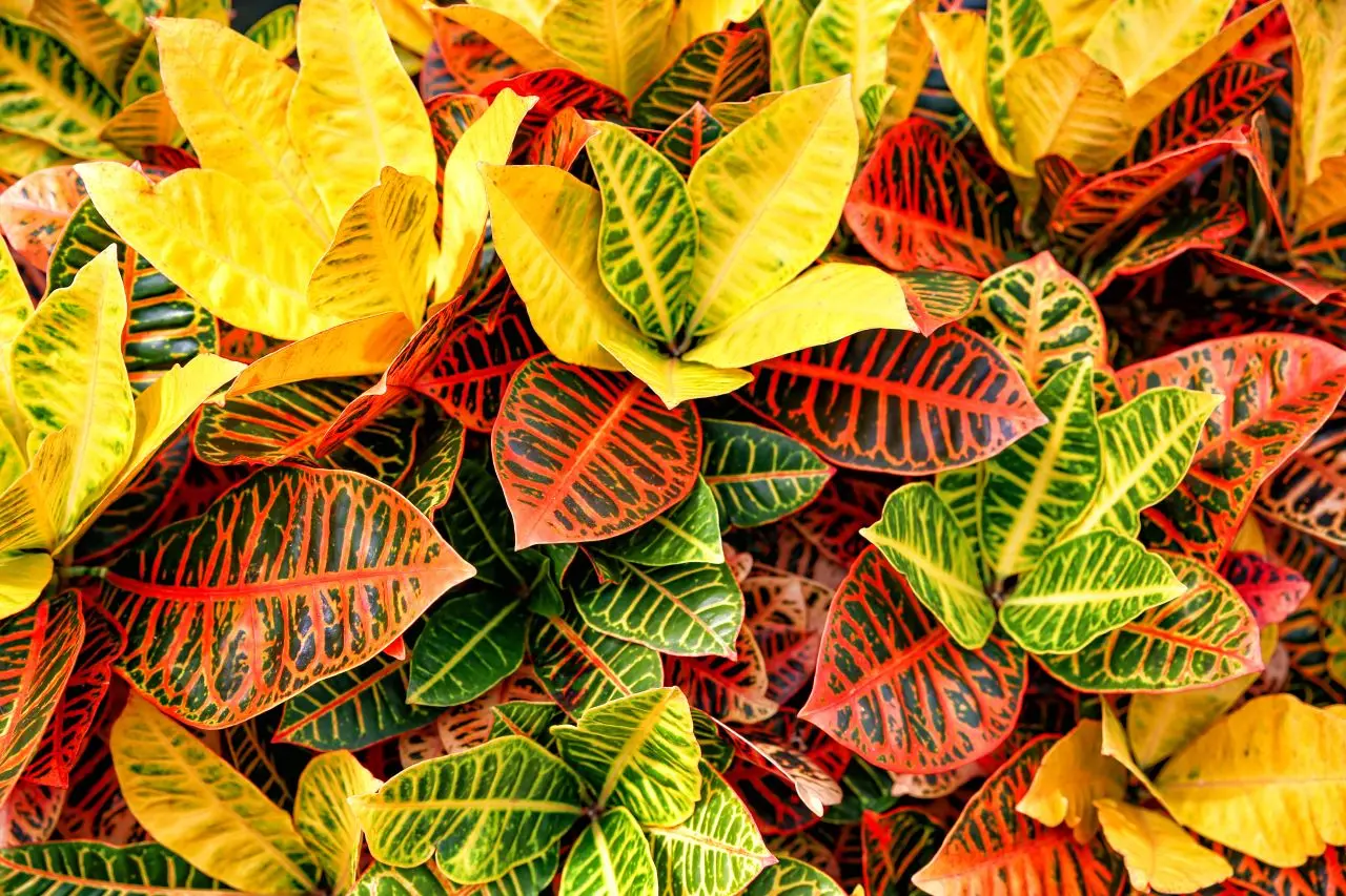 folhas de croton