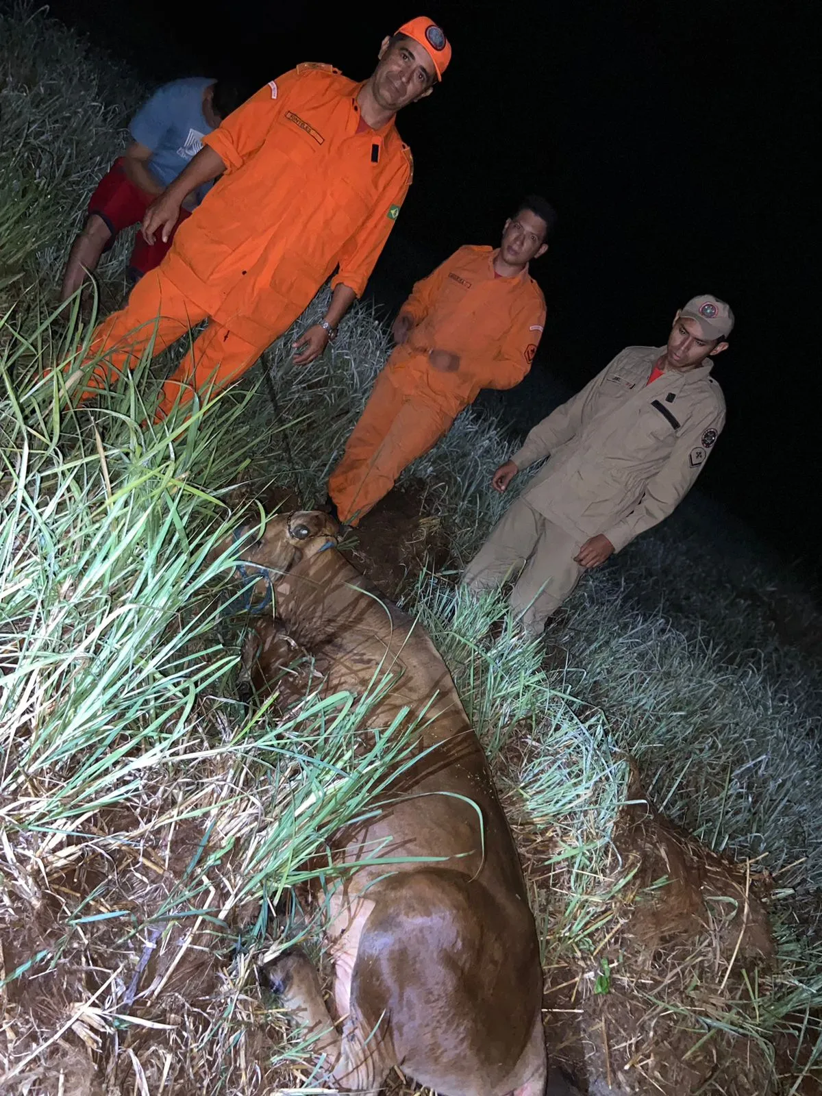 Animal foi resgatado por militares do Corpo de Bombeiros