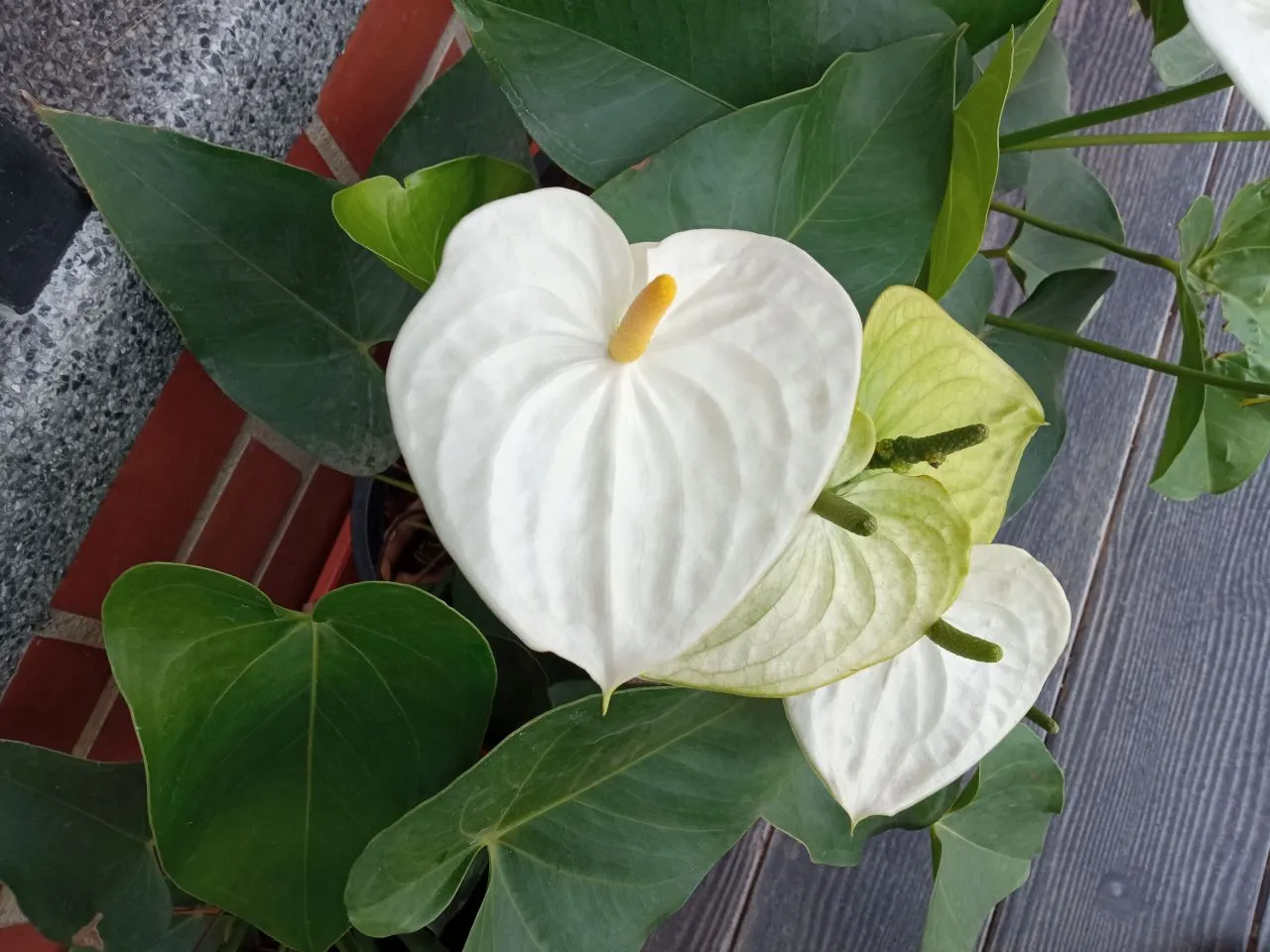 O antúrio branco é um dos tipos da planta que agradam