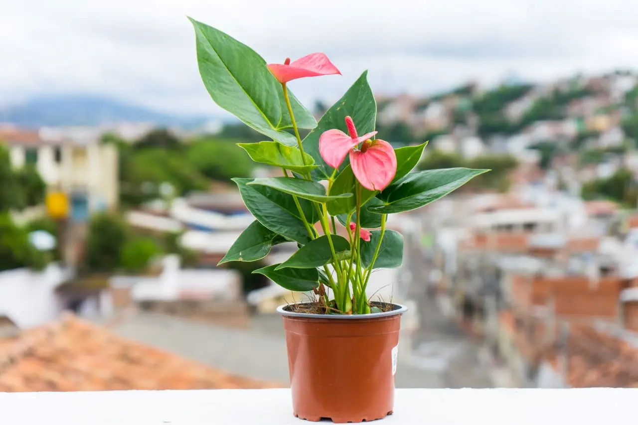 antúrio rosa em vaso