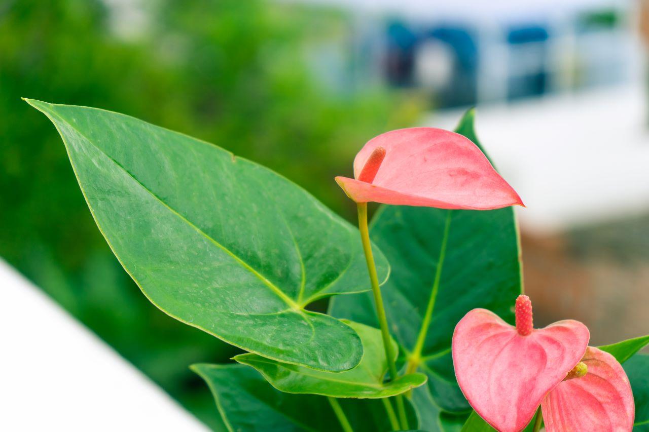 anturio rosa com folhas grandes verdes