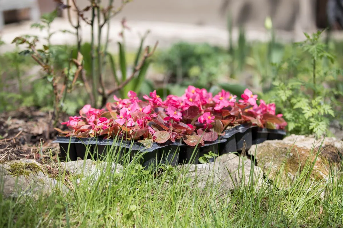As plantas são cultivadas sempre à sombra ou meia-sombra