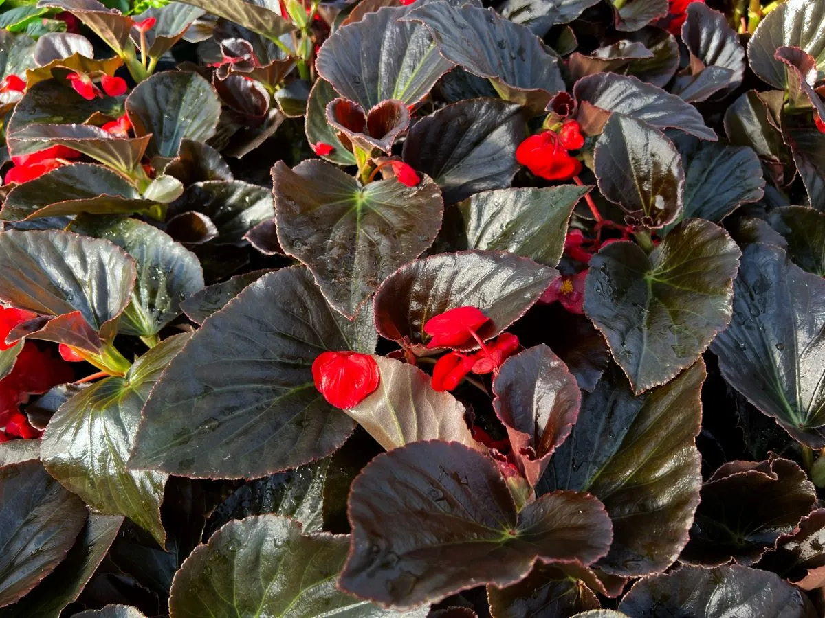 As begônias são plantas que requerem bastante água em seu cultivo para florescerem saudavelmente