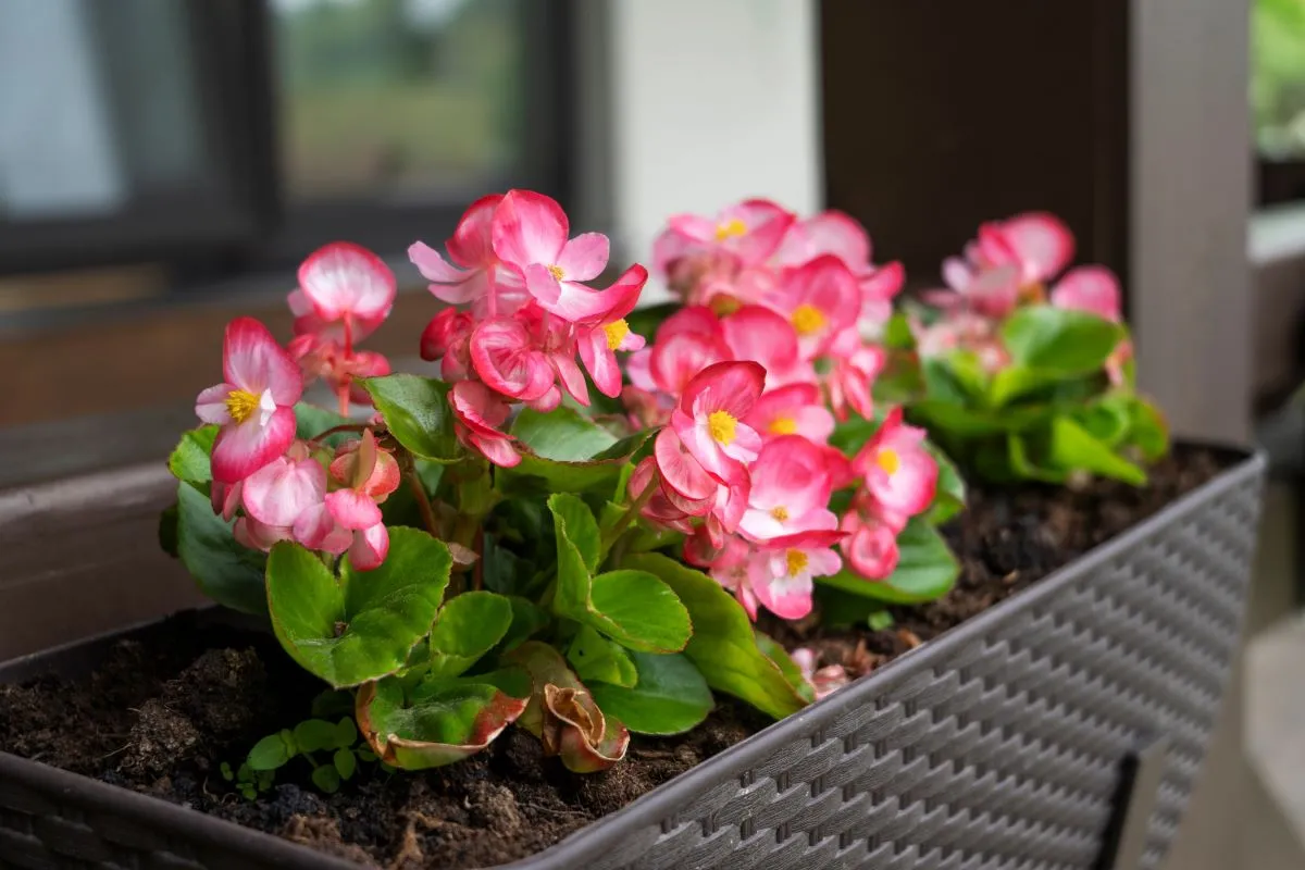 A planta é muito procurada para ornamentar ambientes