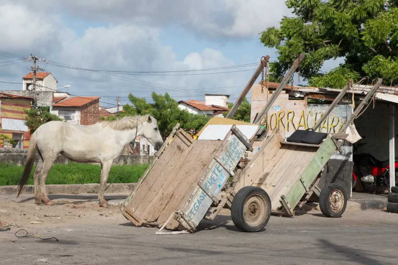 Na Aerolândia, cavalo acompanhado de carroça é cena cotidiana