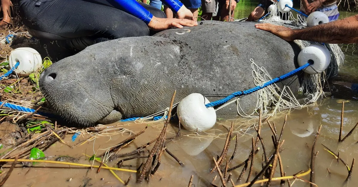 A peixe-boi pintada em julho de 2021, dias após ser solta no mar, durante monitoramento da equipe da Aquasis