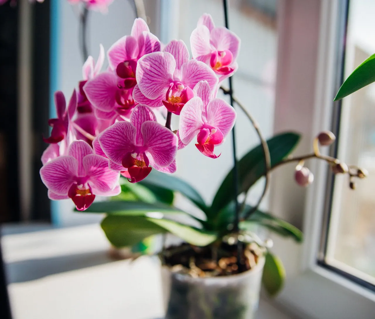 A família das Orquídeas é uma das maiores no reino das plantas, com mais de 35 mil espécies