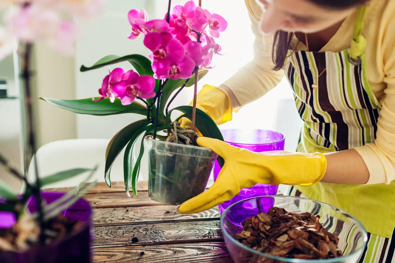 Orquídeas podem ser cultivadas em diversos substratos