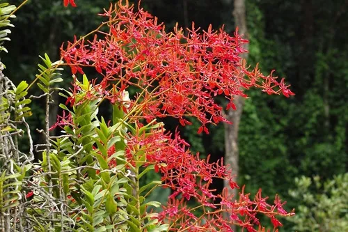 Orquíde Renanthera Coccínea