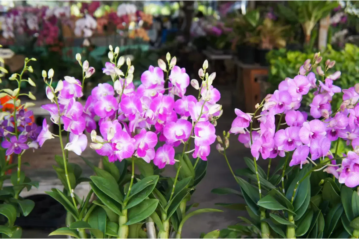 Orquídea Denphal Lilás