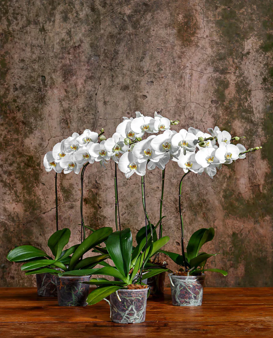 Orquídea Phalaenópsis Branca