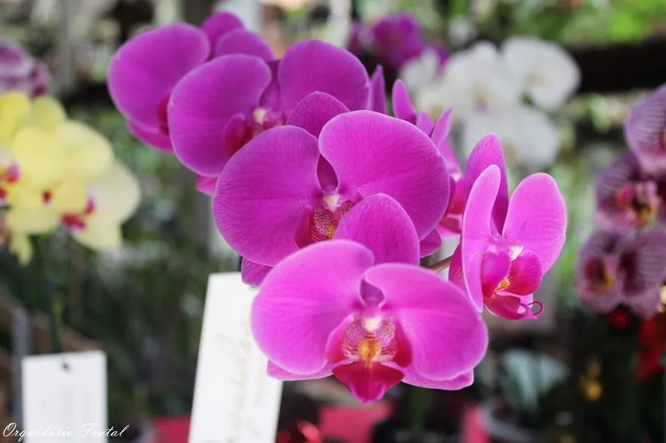 Orquídea Phalaenopsis Pink